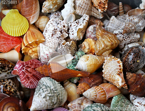 Image of Seashells