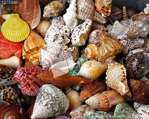 Image of Sea shells