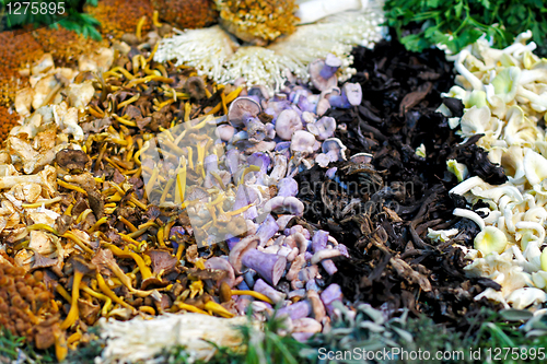 Image of Wild mushrooms