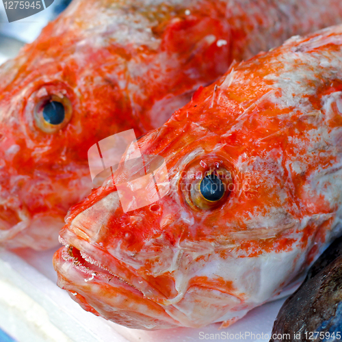 Image of Red snapper