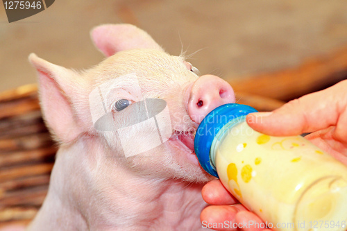 Image of Bottle feed