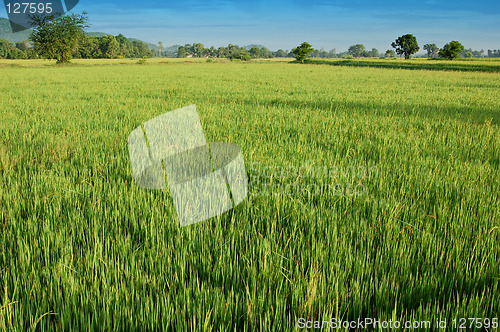 Image of Rice field