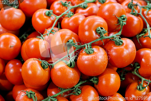 Image of Tomato on  vine