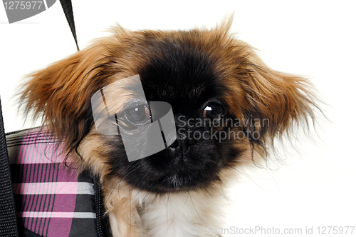 Image of Face of puppy dog in bag