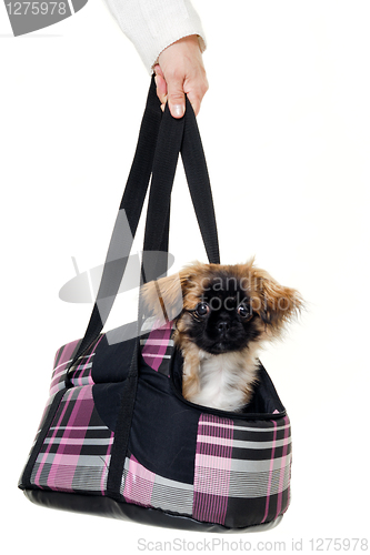 Image of Puppy dog in bag