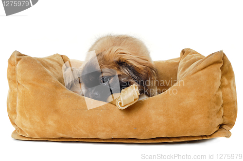 Image of Puppy eating bone in dog bed