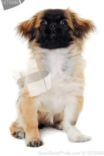 Image of Puppy dog sitting on white background