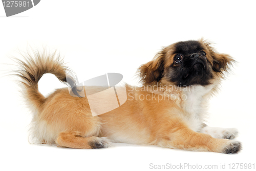 Image of Resting puppy dog is looking up. Taken on a white background.