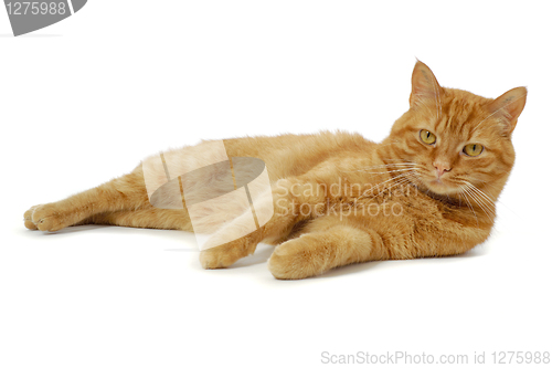 Image of Red cat