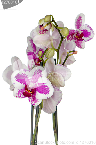 Image of Purple orchid flower