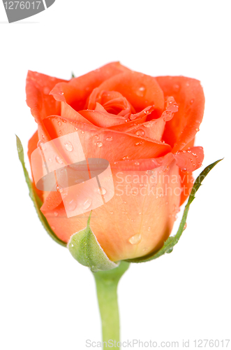 Image of Beautiful orange rose flower
