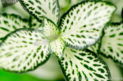 Image of Green leaves