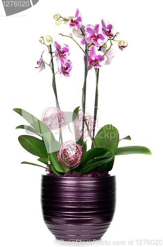 Image of Orchid flower