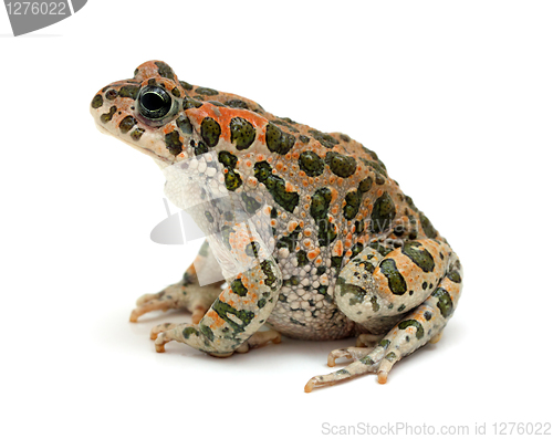 Image of toad sitting