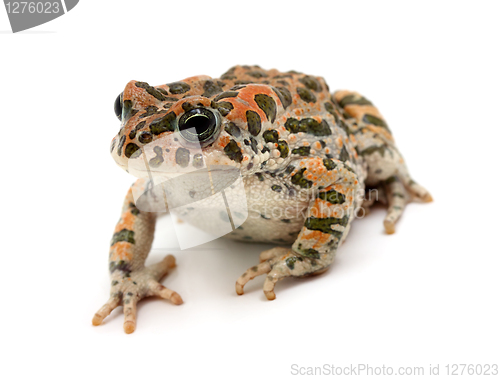 Image of toad sitting