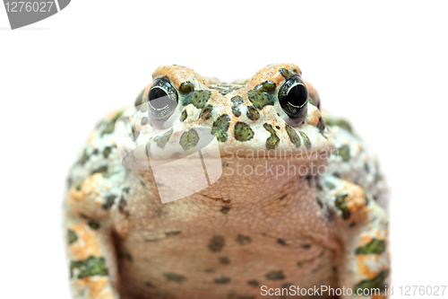 Image of toad macro portrait