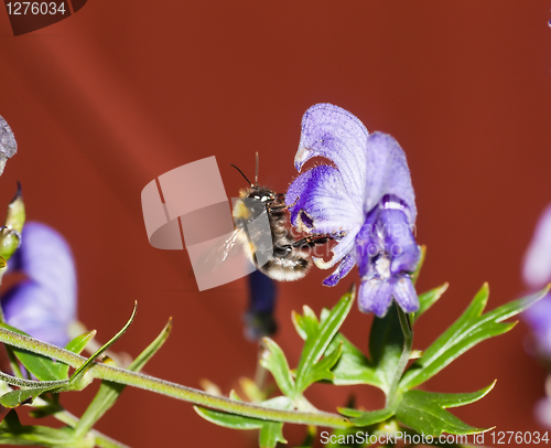 Image of bumble bee on blue flower