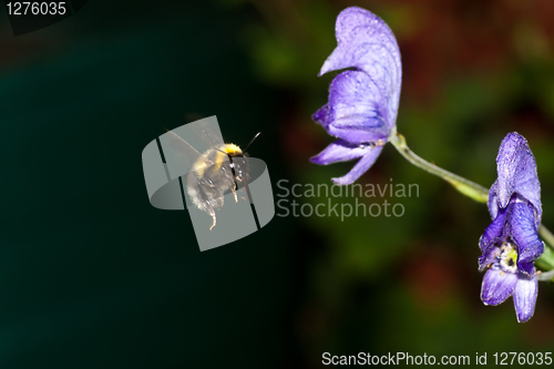 Image of Bumble bee in flight