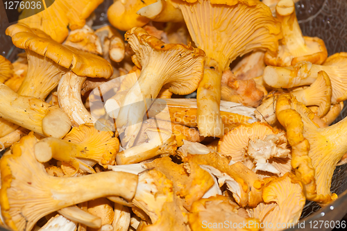 Image of Chanterelles