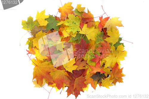 Image of autumn background