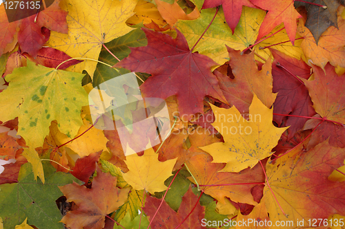 Image of autumn background