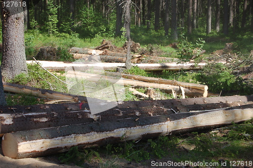 Image of at a logging site