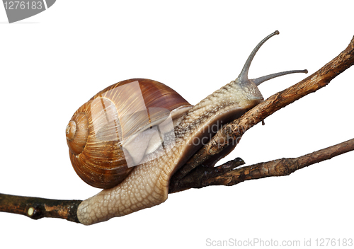 Image of snail