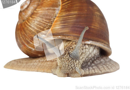 Image of isolated snail