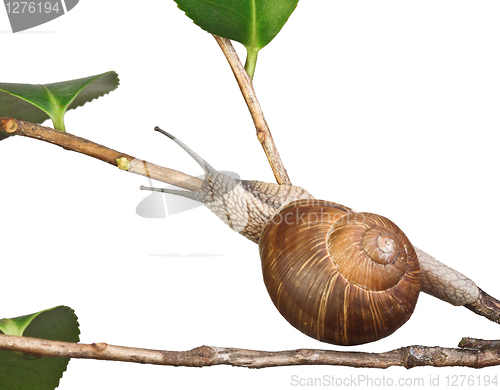 Image of snail on plant