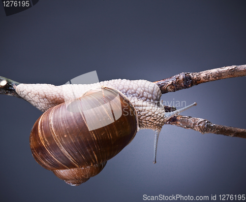 Image of snail on plant