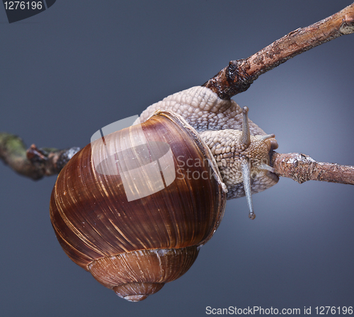 Image of snail on plant