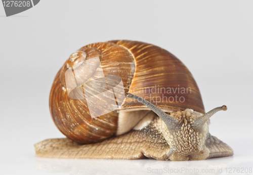 Image of snail closeup
