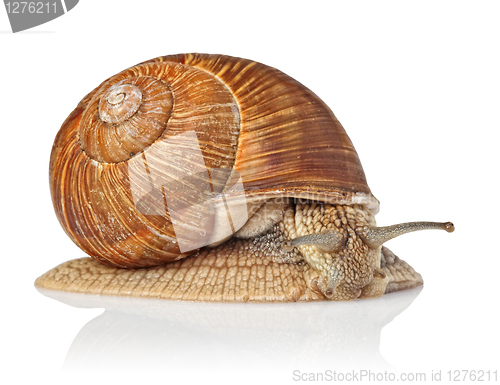 Image of isolated snail