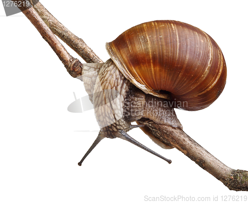 Image of snail