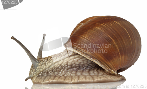 Image of snail closeup