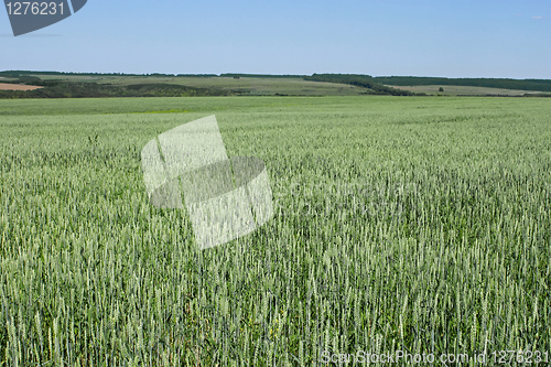 Image of Green wheat field