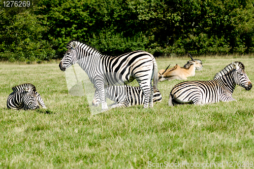 Image of Group of zebras
