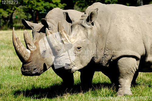 Image of rhinos