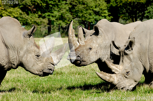 Image of Group of rhino