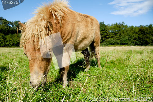 Image of Foal is eating grass