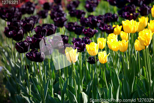 Image of Yellow and vinous tulips