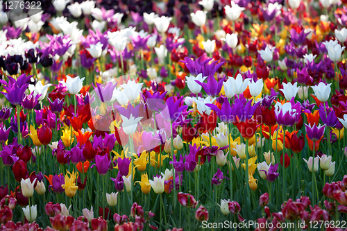Image of Multicolor tulips
