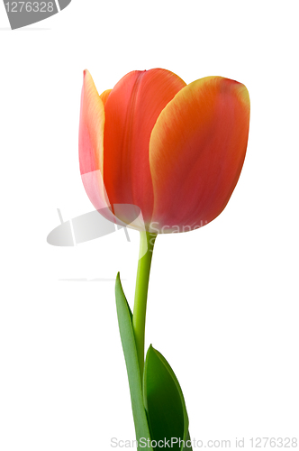 Image of Tulip