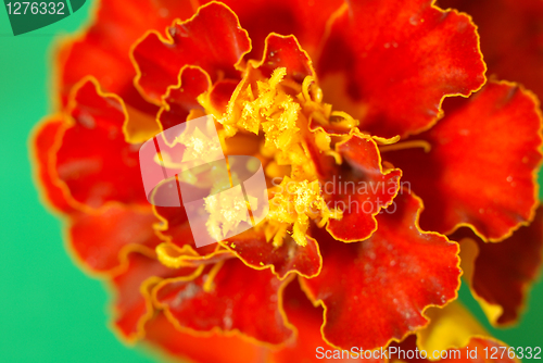 Image of Orange flower