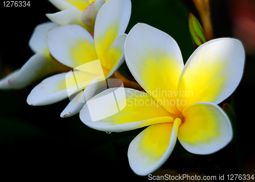 Image of Frangipani