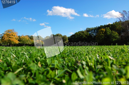 Image of forest and garden under blue sky at fall