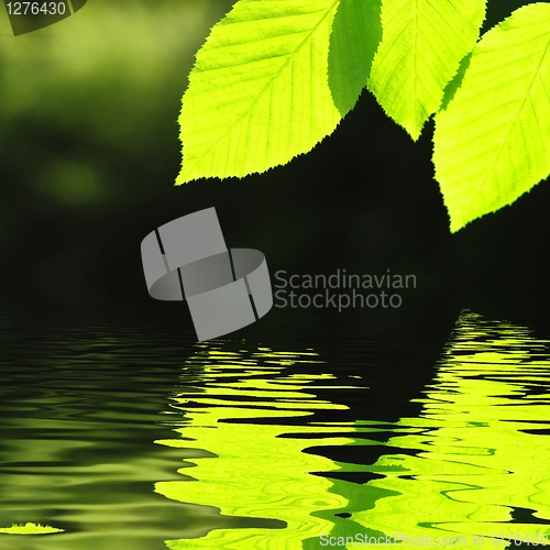 Image of green summer leaves