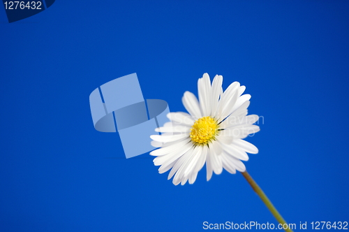 Image of daisy under blue spring sky