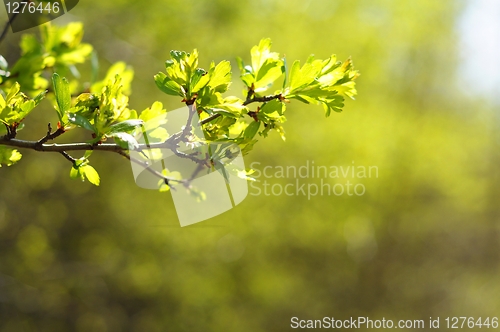 Image of green leaves