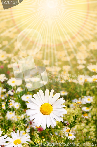 Image of flower and sun